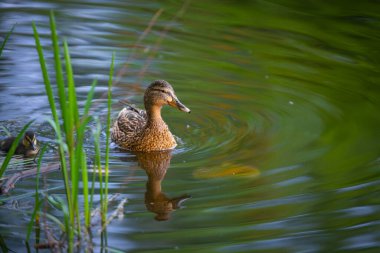 2025 gölündeki ördekler