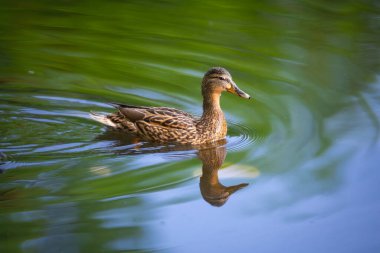 2025 gölündeki ördekler