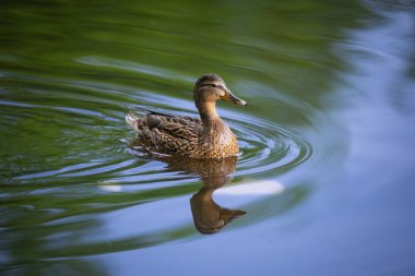 2025 gölündeki ördekler