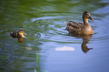 2025 gölündeki ördekler