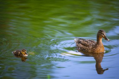 2025 gölündeki ördekler