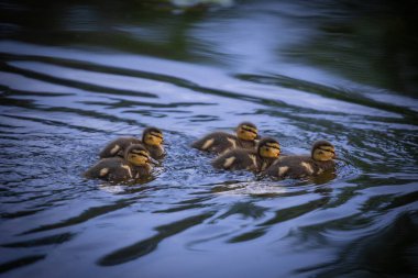 2025 gölündeki ördekler
