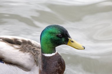 2025 gölündeki ördekler