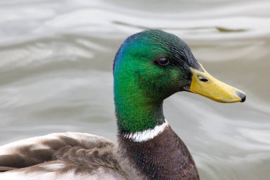 2025 gölündeki ördekler