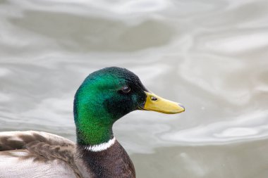 2025 gölündeki ördekler