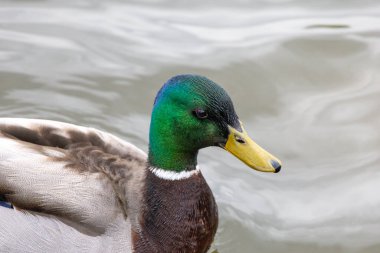 2025 gölündeki ördekler