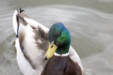 2025 gölündeki ördekler