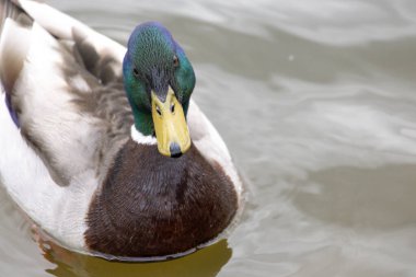 2025 gölündeki ördekler