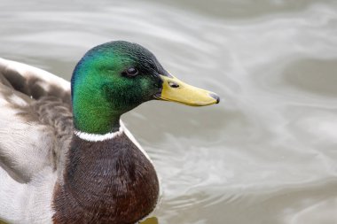 2025 gölündeki ördekler