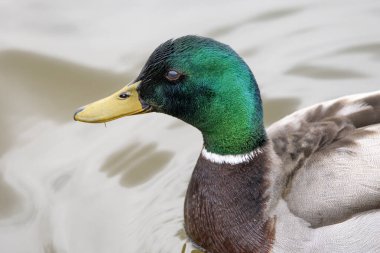 2025 gölündeki ördekler