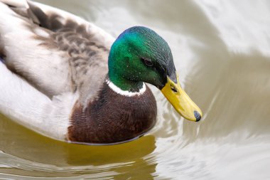 2025 gölündeki ördekler