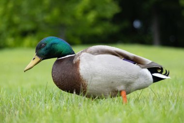 2025 gölündeki ördekler