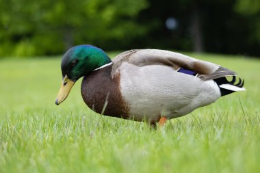 2025 gölündeki ördekler