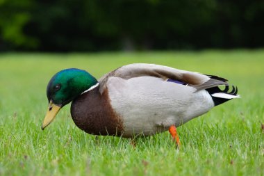 2025 gölündeki ördekler