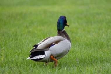 2025 gölündeki ördekler