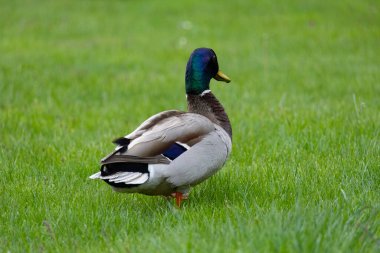 2025 gölündeki ördekler