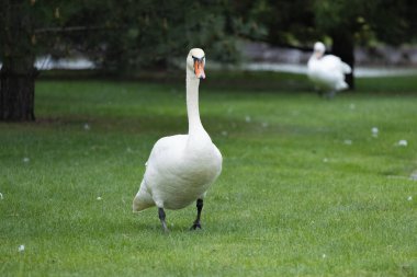 2025 gölündeki ördekler