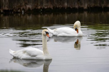 2025 gölündeki ördekler