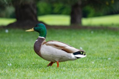 2025 gölündeki ördekler