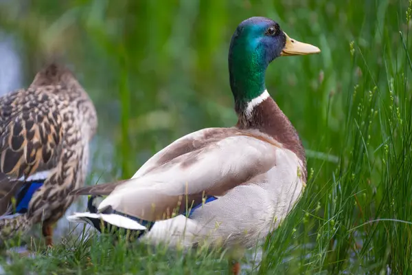 2025 gölündeki ördekler