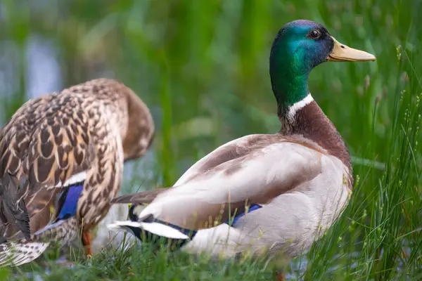 2025 gölündeki ördekler