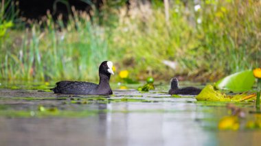 2025 gölündeki ördekler