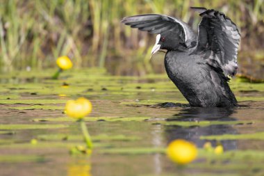 2025 gölündeki ördekler