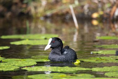 2025 gölündeki ördekler