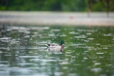 2025 gölündeki ördekler