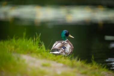 2025 gölündeki ördekler