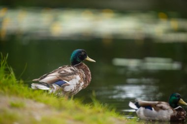 2025 gölündeki ördekler