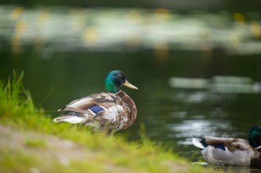 2025 gölündeki ördekler