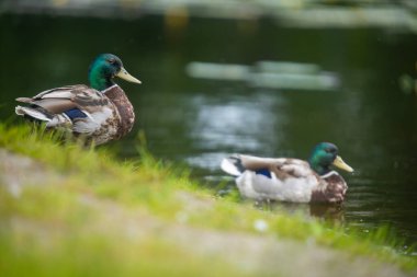 2025 gölündeki ördekler