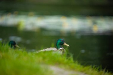 2025 gölündeki ördekler