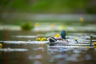 2025 gölündeki ördekler