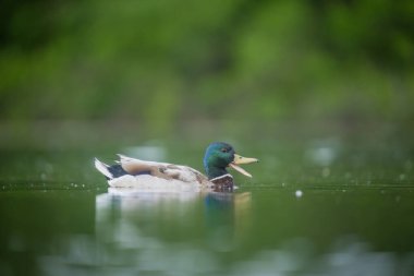 2025 gölündeki ördekler