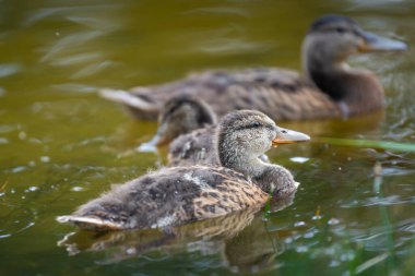 2025 gölündeki ördekler