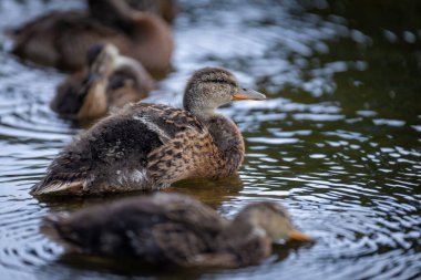 2025 gölündeki ördekler