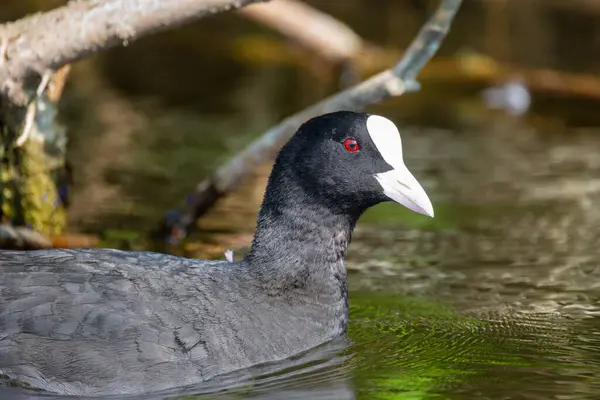 2025 gölündeki ördekler