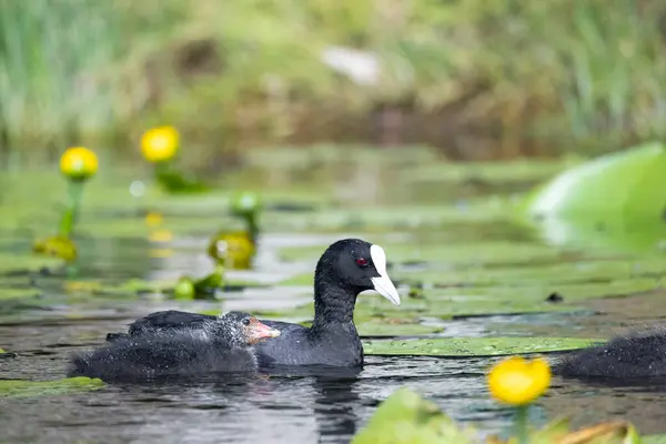 2025 gölündeki ördekler