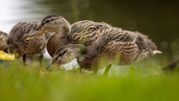 2025 gölündeki ördekler