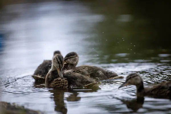 2025 gölündeki ördekler