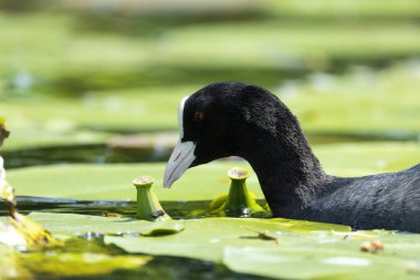 2025 gölündeki ördekler