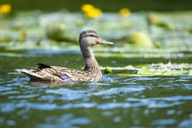 2025 gölündeki ördekler