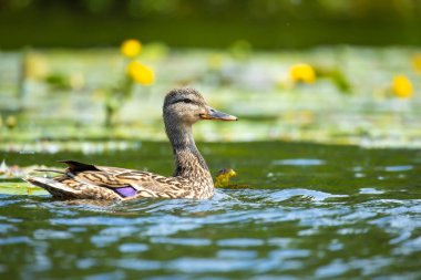 2025 gölündeki ördekler