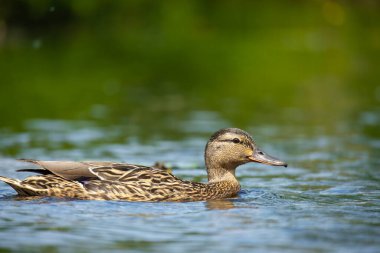 2025 gölündeki ördekler