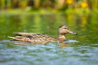 2025 gölündeki ördekler