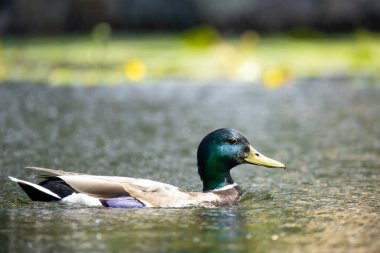 2025 gölündeki ördekler