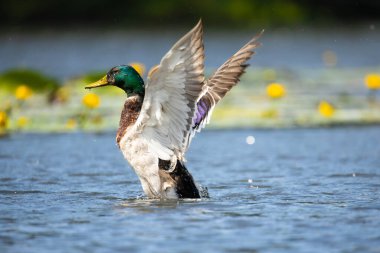 2025 gölündeki ördekler