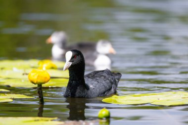 2025 gölündeki ördekler